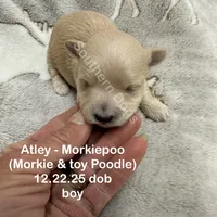 Atley-MORKIEPOO, a male Poodle - Toy  and Morkie for sale in Wheaton, MO – Photo 9 of 10