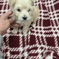 Atley-MORKIEPOO, a male Poodle - Toy  and Morkie for sale in Wheaton, MO – Photo 5 of 10