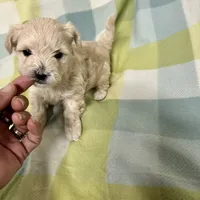 Atley-MORKIEPOO, a male Poodle - Toy  and Morkie for sale in Wheaton, MO – Photo 7 of 10