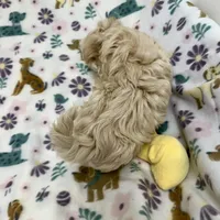 Atley-MORKIEPOO, a male Poodle - Toy  and Morkie for sale in Wheaton, MO – Photo 4 of 10