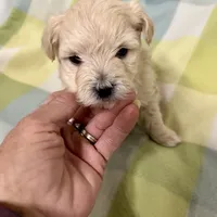 Atley-MORKIEPOO, a male Poodle - Toy  and Morkie for sale in Wheaton, MO – Photo 6 of 10
