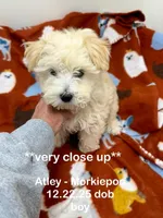 Atley-MORKIEPOO, a male Poodle - Toy  and Morkie for sale in Wheaton, MO – Photo 1 of 10