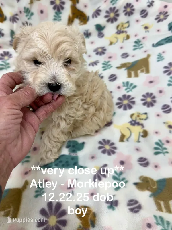 Atley-MORKIEPOO