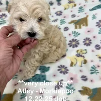 Atley-MORKIEPOO, a male Poodle - Toy  and Morkie for sale in Wheaton, MO – Photo 3 of 10