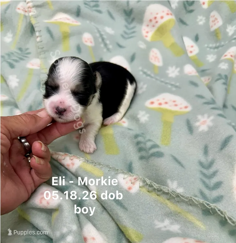Eli – Morkie puppy for sale in Wheaton, MO