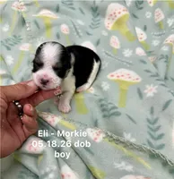 Eli, a male Morkie for sale in Wheaton, MO – 1 of 2