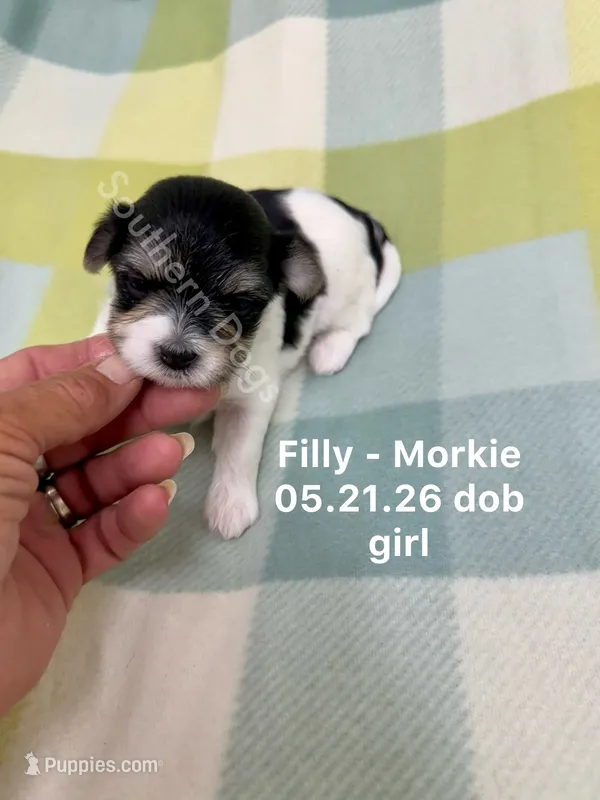 Filly – Morkie puppy for sale in Wheaton, MO