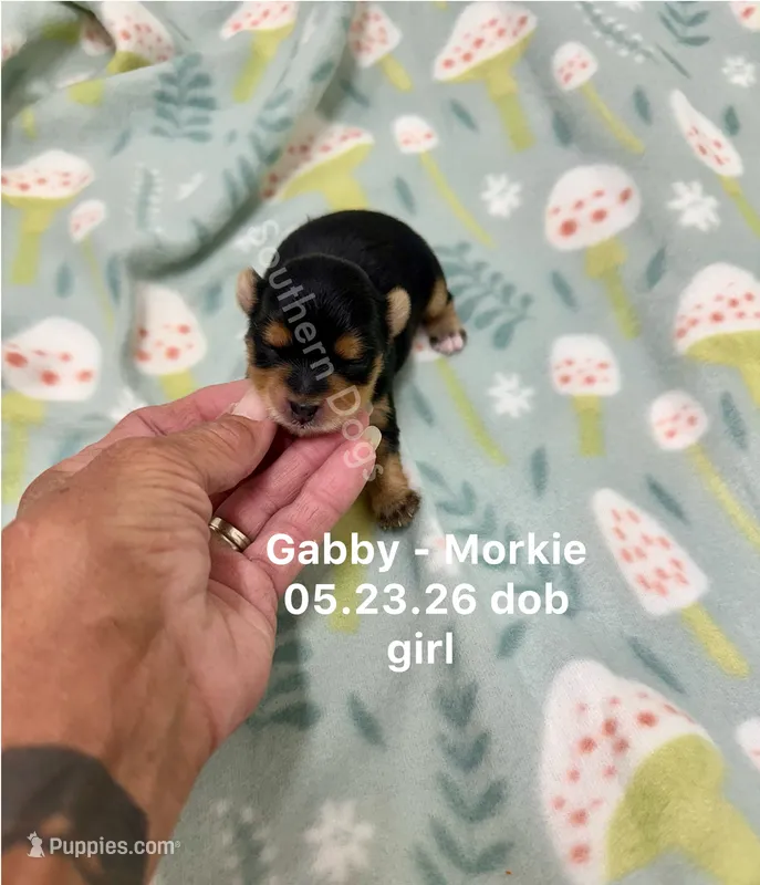 Gabby – Morkie puppy for sale in Wheaton, MO
