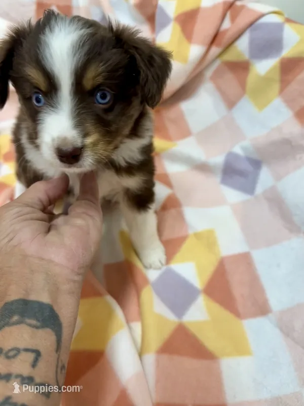 Ibbie-bright blue eyes!! – Miniature Australian Shepherd puppy for sale in Wheaton, MO