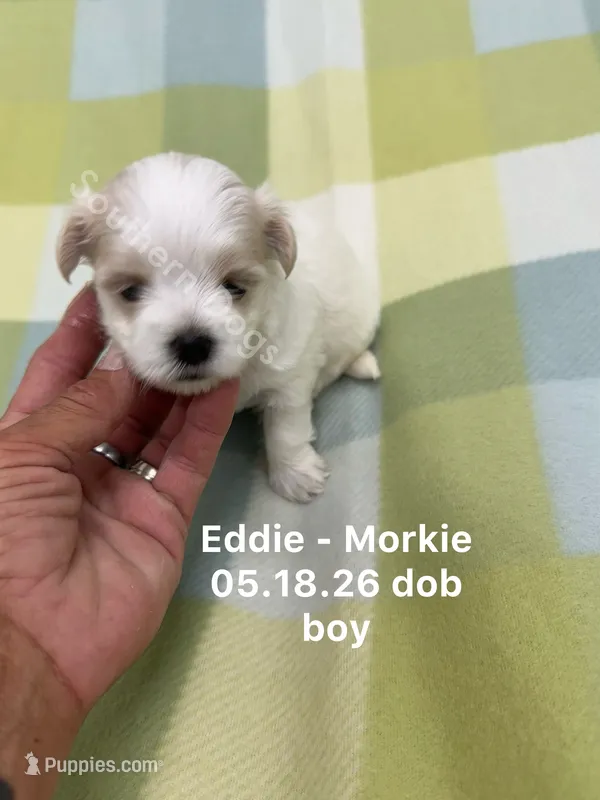 Eddie – Morkie puppy for sale in Wheaton, MO