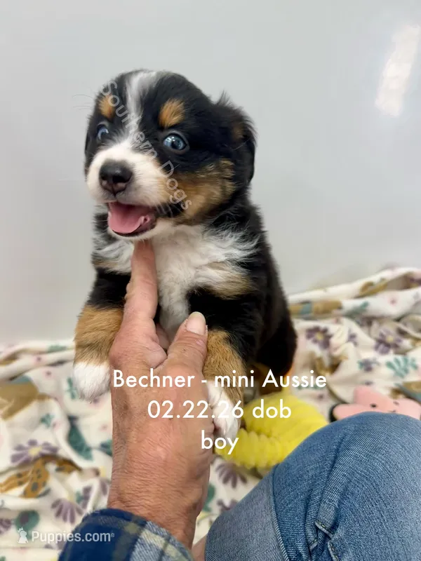 Bechner-bright blue eyes!! – Miniature Australian Shepherd puppy for sale in Wheaton, MO
