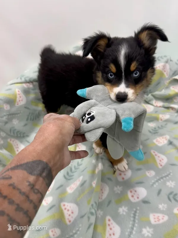 Bechner-bright blue eyes!! – Miniature Australian Shepherd puppy for sale in Wheaton, MO