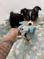Bechner-bright blue eyes!!, a male Miniature Australian Shepherd for sale in Wheaton, MO – 1 of 8
