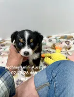 Bechner-bright blue eyes!!, a male Miniature Australian Shepherd for sale in Wheaton, MO – Photo 2 of 4