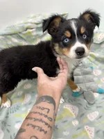Bechner-bright blue eyes!!, a male Miniature Australian Shepherd for sale in Wheaton, MO – 2 of 8