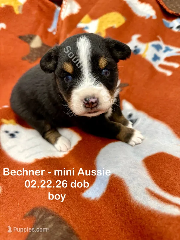 Bechner – Miniature Australian Shepherd puppy for sale in Wheaton, MO