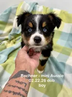 Bechner-bright blue eyes!!, a male Miniature Australian Shepherd for sale in Wheaton, MO – 3 of 8