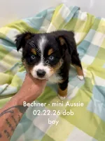 Bechner-bright blue eyes!!, a male Miniature Australian Shepherd for sale in Wheaton, MO – 4 of 8