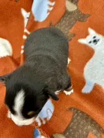 Bechner, a male Miniature Australian Shepherd for sale in Wheaton, MO – Photo 2 of 2