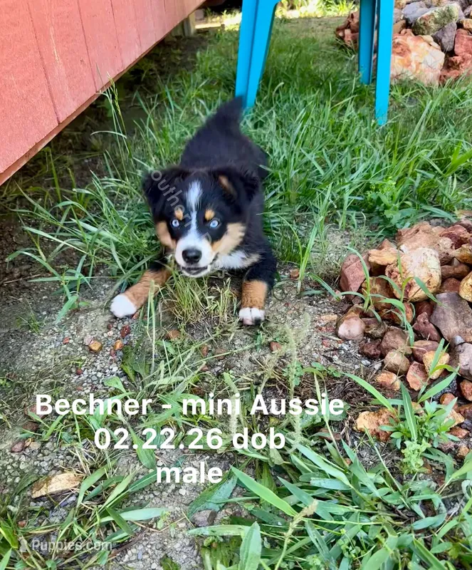 Bechner-bright blue eyes!! – Miniature Australian Shepherd puppy for sale in Wheaton, MO