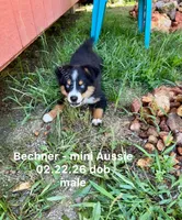 Bechner-bright blue eyes!!, a male Miniature Australian Shepherd for sale in Wheaton, MO – 3 of 10