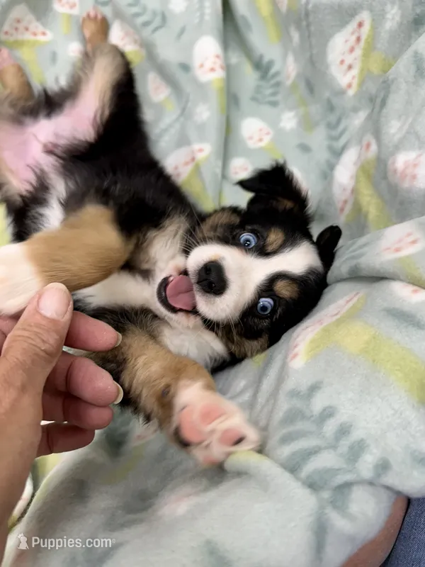 Hammy-bright blue eyes!! – Toy Australian Shepherd puppy for sale in Wheaton, MO