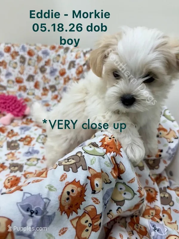 Eddie – Morkie puppy for sale in Wheaton, MO