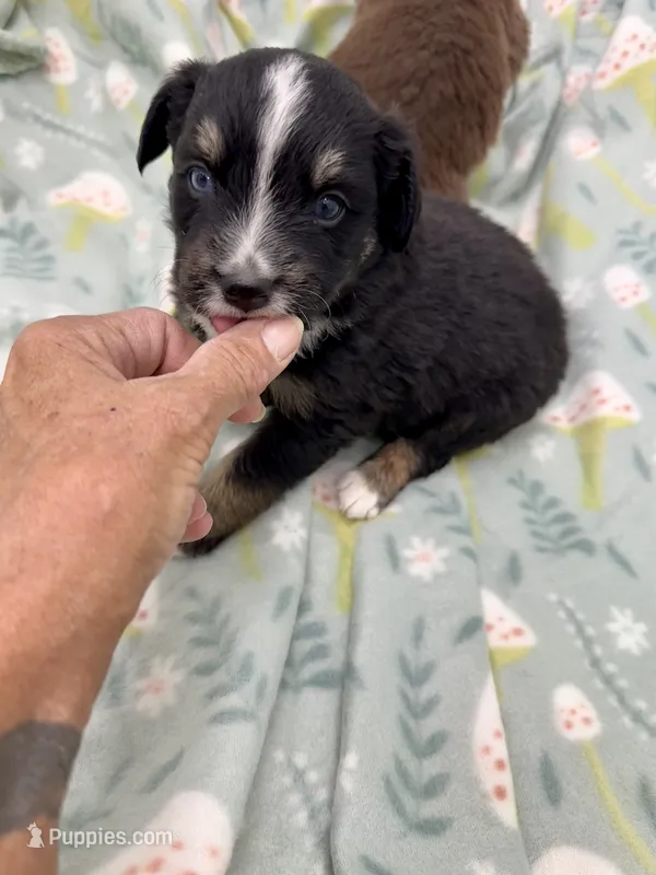 Inky-one bright blue eye!! – Miniature Australian Shepherd puppy for sale in Wheaton, MO