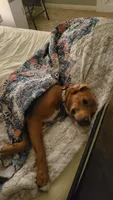 Rudy!, a male English Setter and Labrador Retriever for sale in Wheaton, MO – 5 of 6