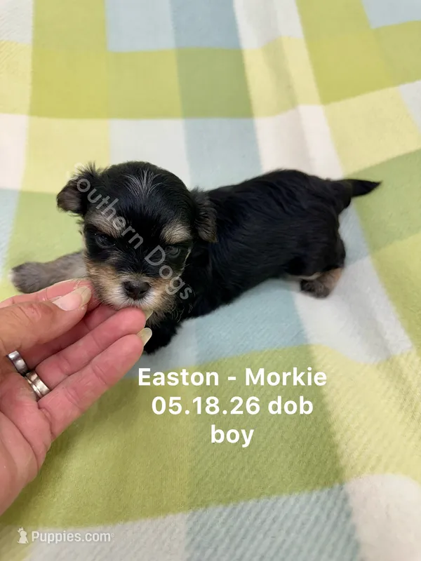 Easton – Morkie puppy for sale in Wheaton, MO