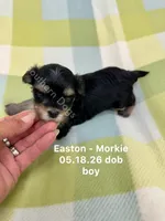 Easton, a male Morkie for sale in Wheaton, MO – 2 of 4