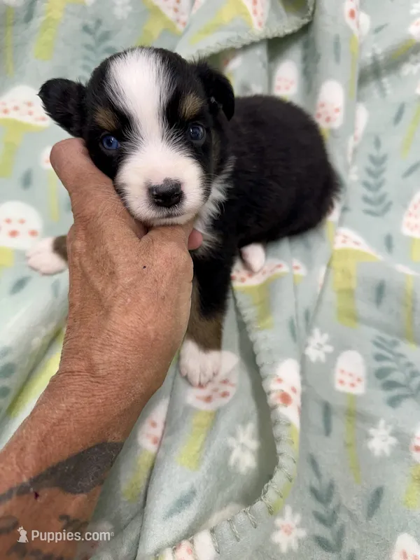 IvyAnne-one bright blue eye!! – Miniature Australian Shepherd puppy for sale in Wheaton, MO