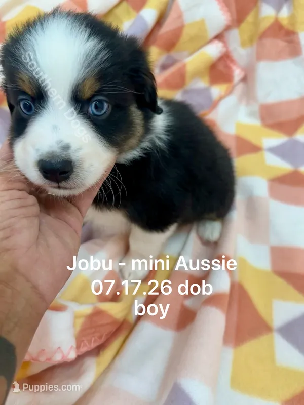 Jobu-bright blue eyes!! – Miniature Australian Shepherd puppy for sale in Wheaton, MO