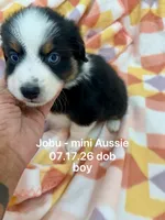 Jobu-bright blue eyes!!, a male Miniature Australian Shepherd for sale in Wheaton, MO – 3 of 7