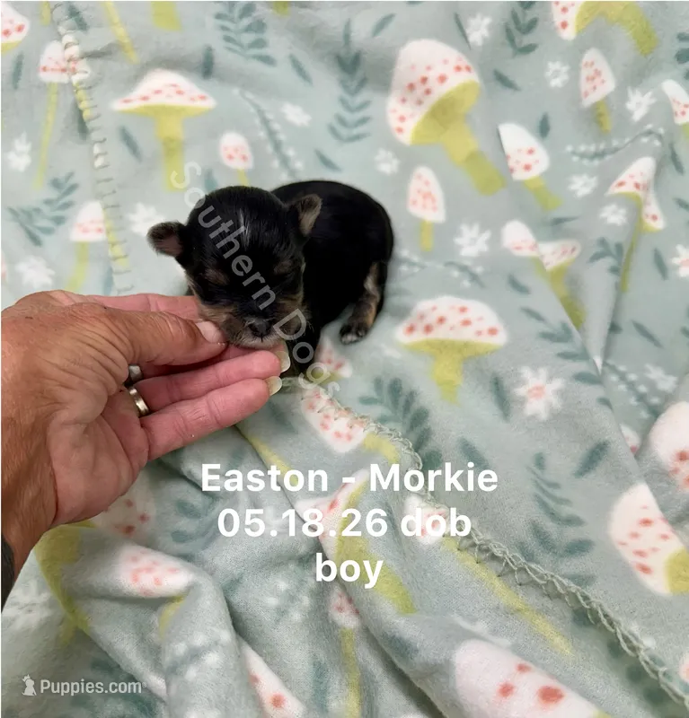 Easton – Morkie puppy for sale in Wheaton, MO