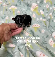 Easton, a male Morkie for sale in Wheaton, MO – 1 of 2