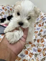 Eddie, a male Morkie for sale in Wheaton, MO – 2 of 6