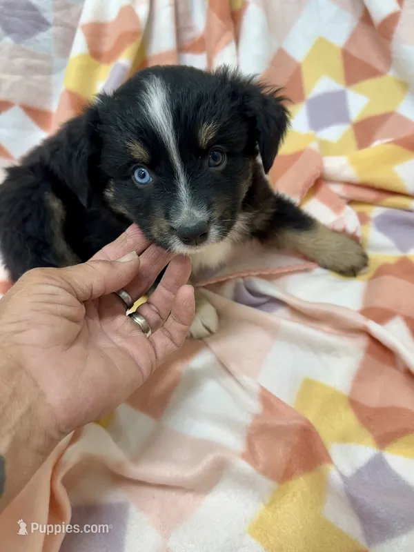 Inky-one bright blue eye!! – Miniature Australian Shepherd puppy for sale in Wheaton, MO