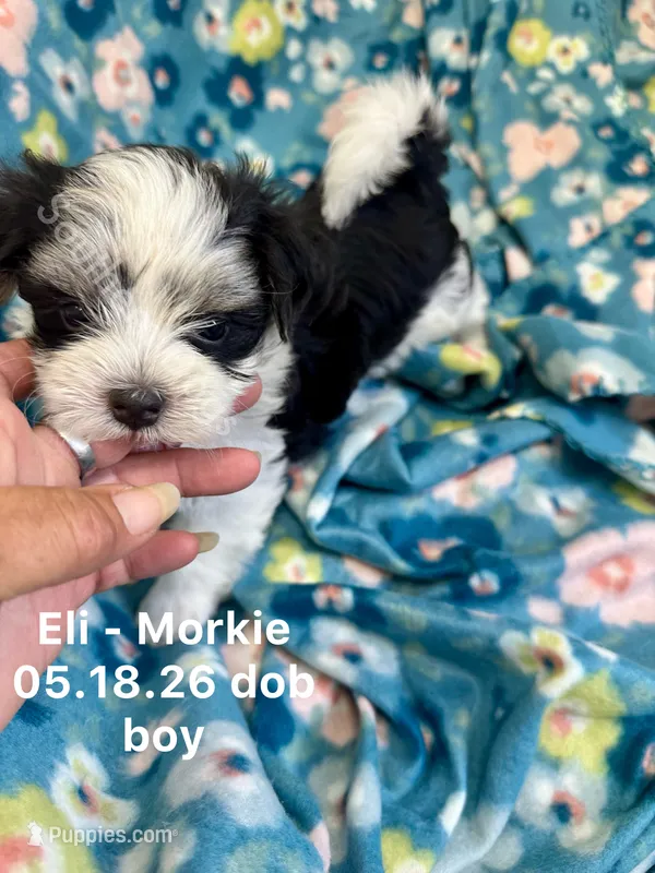 Eli – Morkie puppy for sale in Wheaton, MO