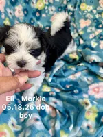 Eli, a male Morkie for sale in Wheaton, MO – 3 of 6