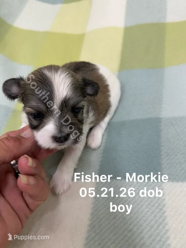 Fisher  – Morkie puppy for sale in Wheaton, MO