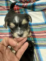 Keebler, a male Morkie for sale in Wheaton, MO – 4 of 9
