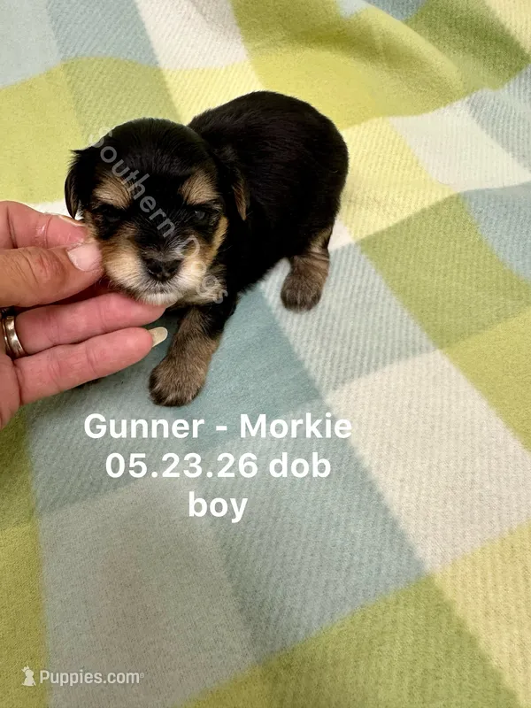 Gunner – Morkie puppy for sale in Wheaton, MO