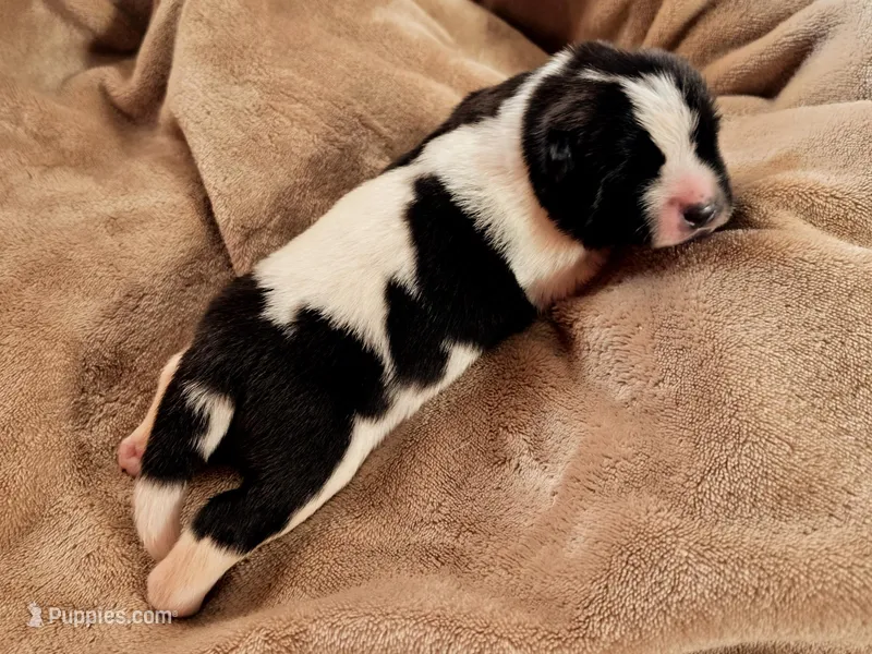 Daffodil – Akita puppy for sale in Trego, MT