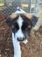 Daffodil, a female Akita for sale in Trego, MT – 3 of 7