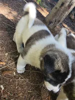 Snoopy, a female Akita for sale in Trego, MT – 5 of 7