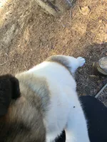 Tulip, a female Akita for sale in Trego, MT – 5 of 8