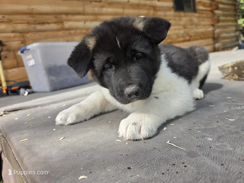 Sage – Akita puppy for sale in Trego, MT