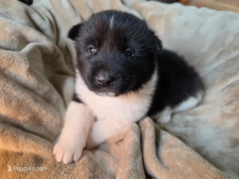 Sage – Akita puppy for sale in Trego, MT