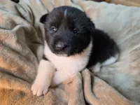 Sage, a female Akita for sale in Trego, MT – 1 of 1
